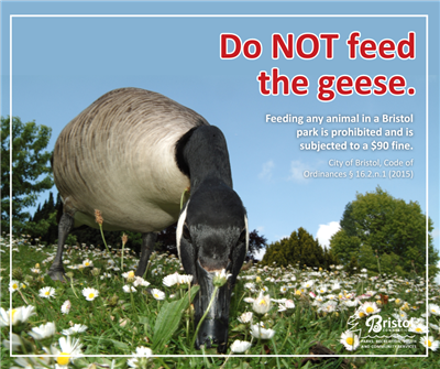 geese post