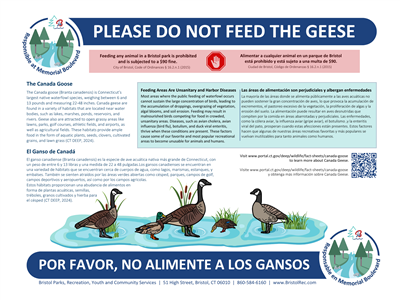 geese post