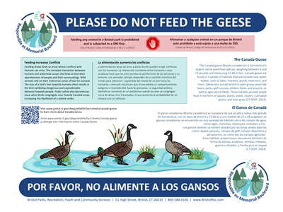 geese post